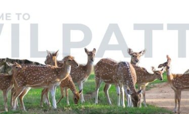wilpattu safari