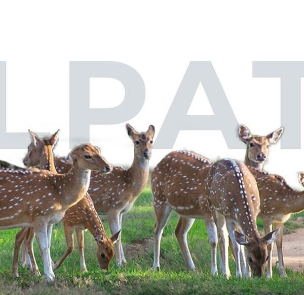 wilpattu safari
