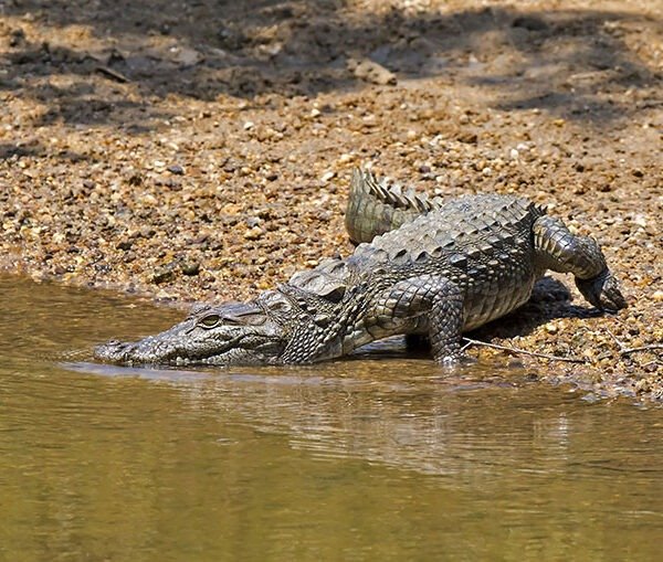 wilpattu national park safari