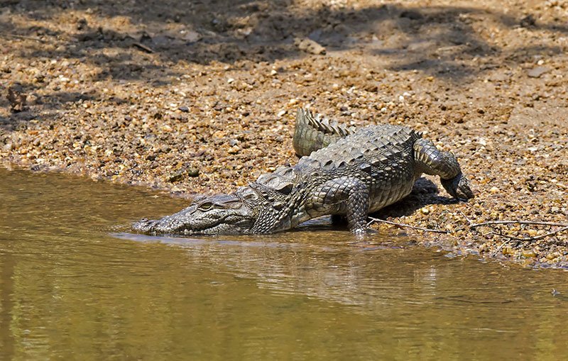 wilpattu national park safari