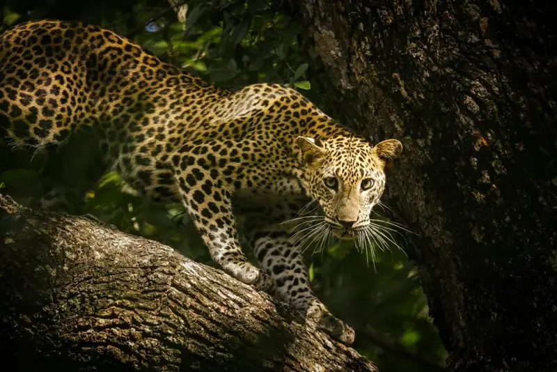 wilpattu safari from colombo