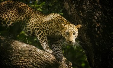 wilpattu safari from colombo