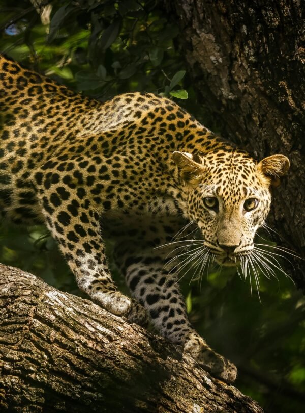 wilpattu safari from colombo