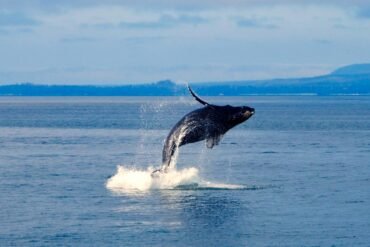 Whale watching at sea