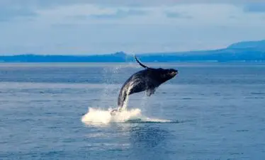 whale watching mirissa