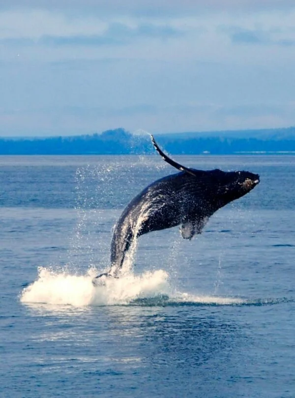 whale watching mirissa