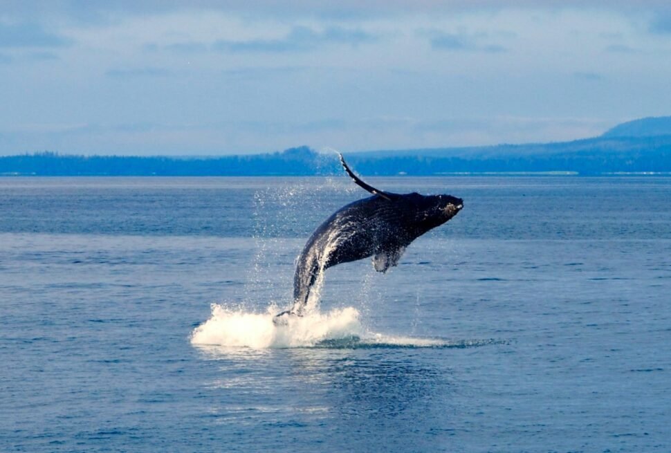 Whale watching at sea