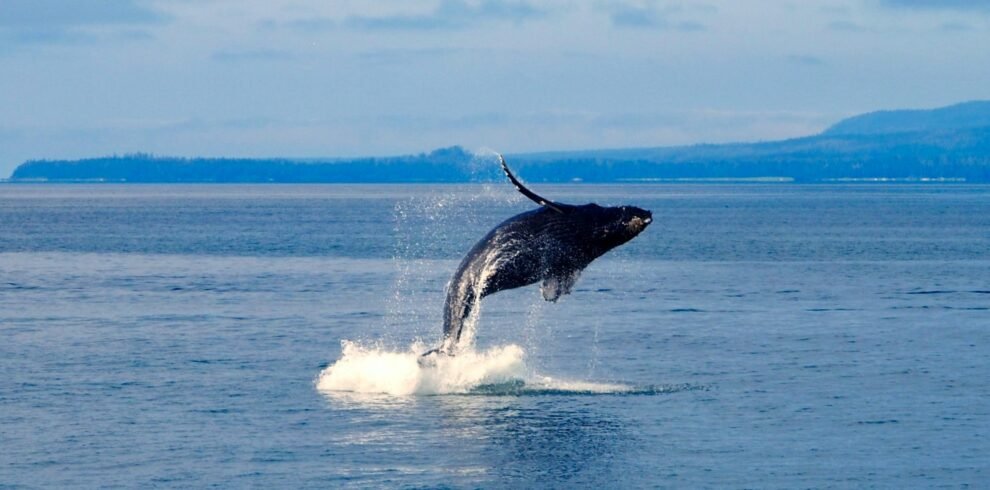 whale watching mirissa