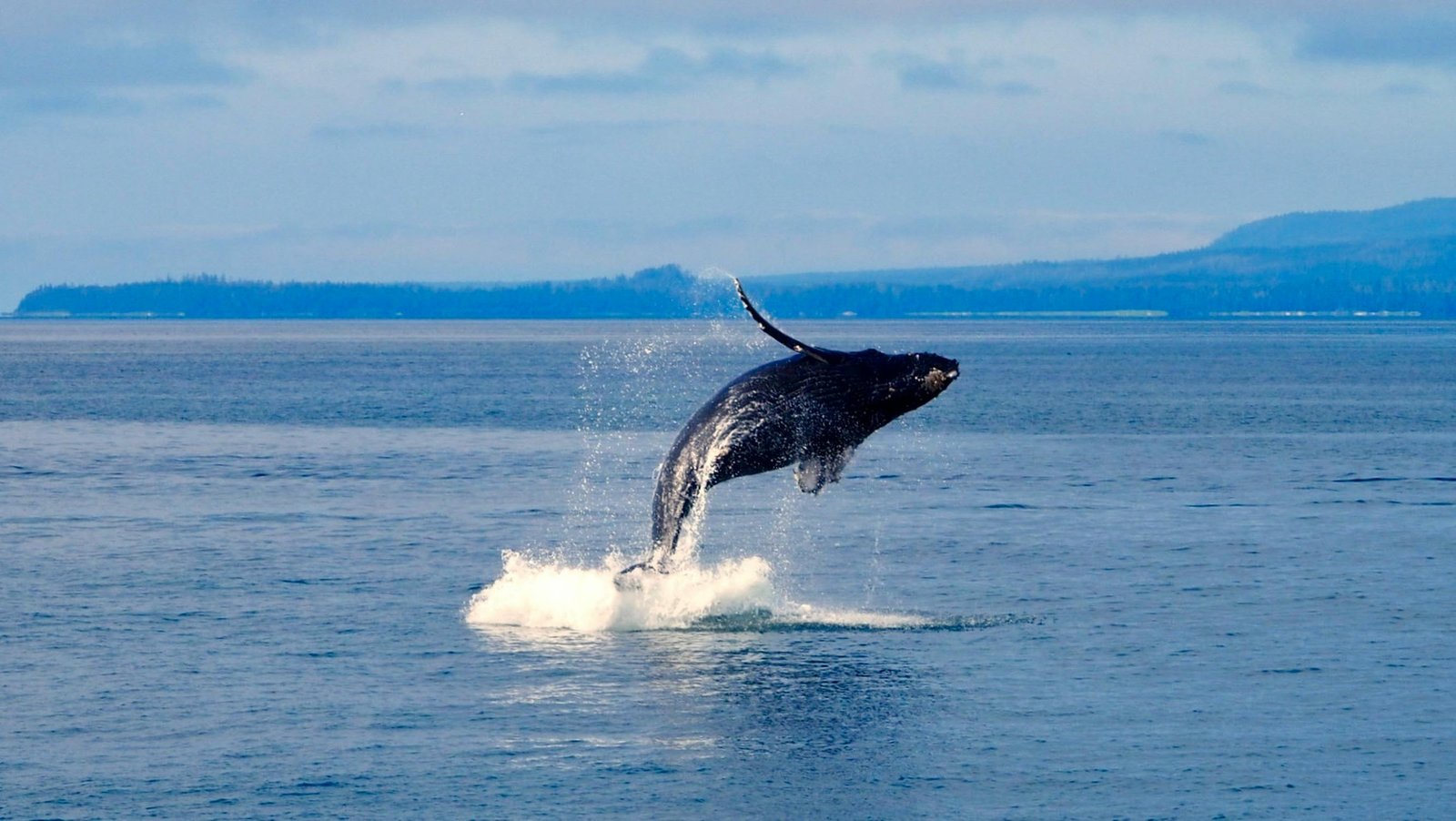 Whale watching at sea