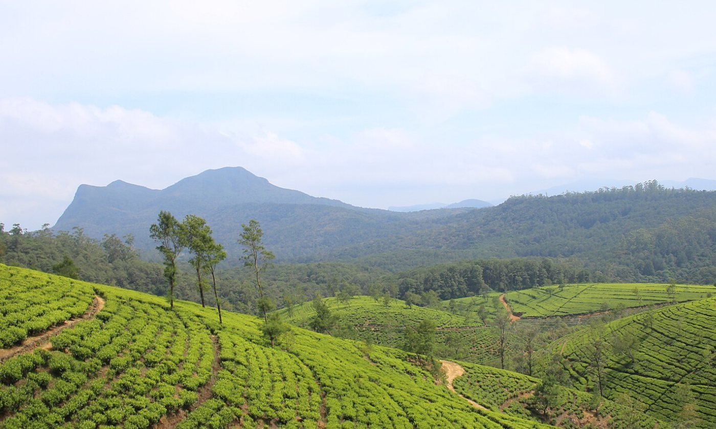 Tea plantation on a 10-day Sri Lanka family tour