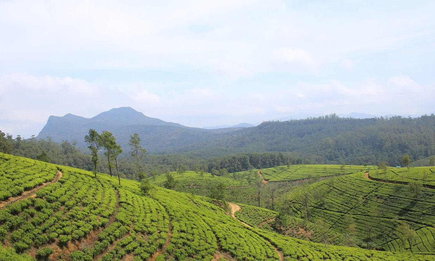 Tea country views on a 14-day Sri Lanka family holiday