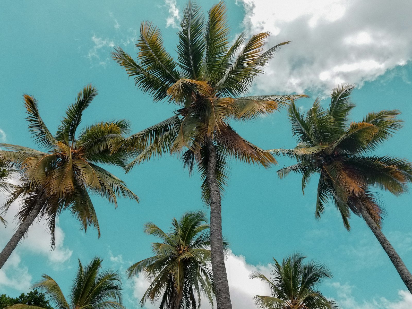 Palms at Bentota
