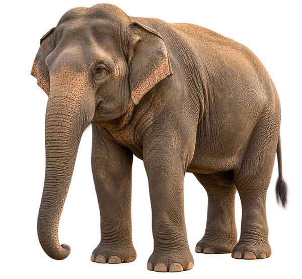 Illustration of a Sri Lankan elephant