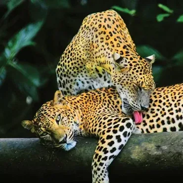 Leopard in Sri Lanka