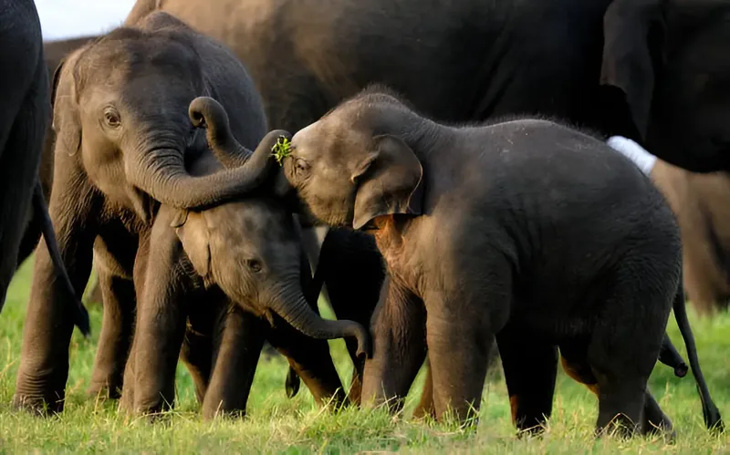 Sri Lanka safari experience