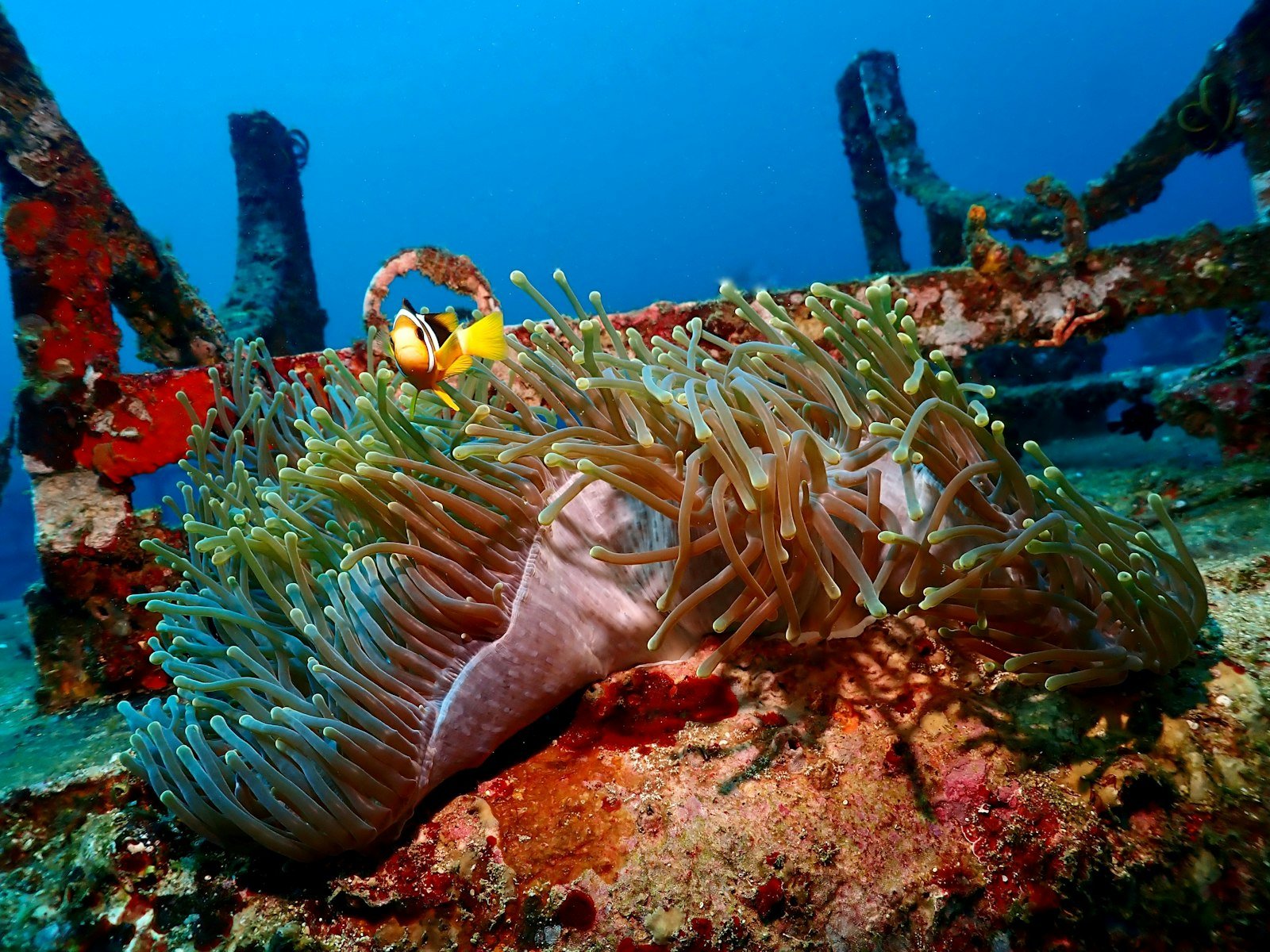 Reef fish in Trincomalee Bay