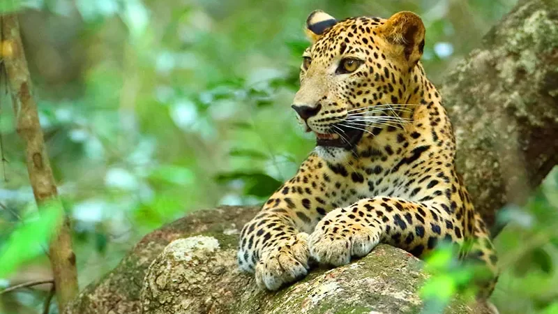wilpattu-national-park-gallery1